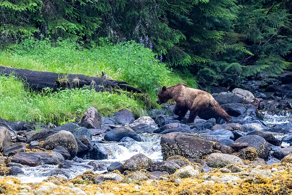 A young brown bear (Ursus arctos), in the grass of Misty Fjords National Monument, Southeast Alaska, United States of America, North America