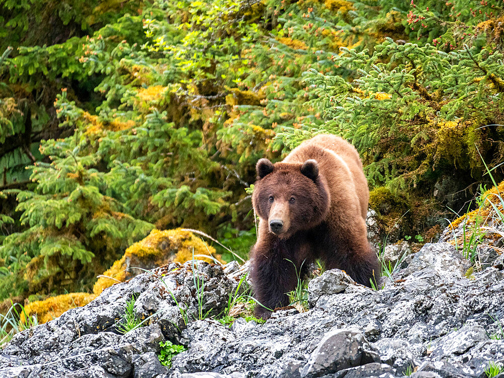 An adult brown bear (Ursus arctos), in the grass, Lake Eva, Baranof Island, Southeast Alaska, United States of America, North America