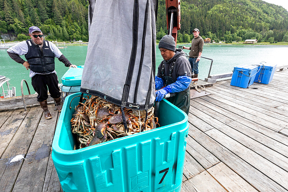 Crab fisherman unloading his catch near the Chilkat River, Haines, Southeast Alaska, United States of America, North America