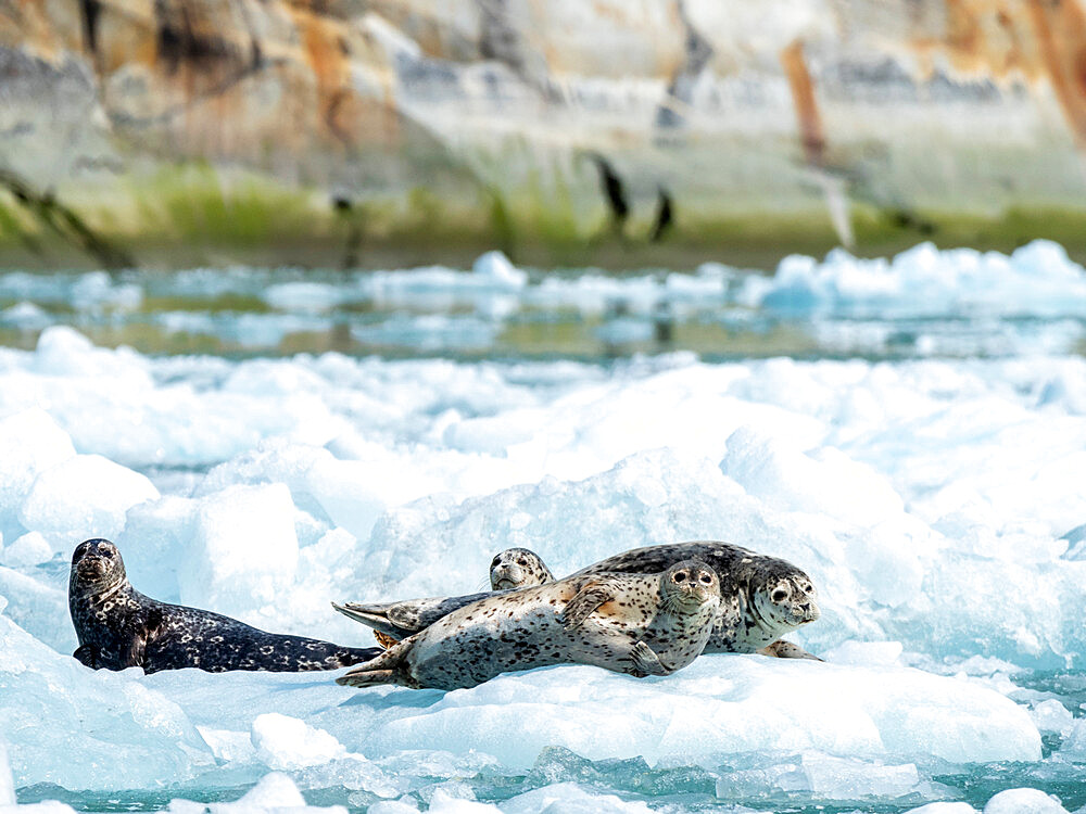 Adult harbor seals (Phoca vitulina), on ice at Dawes Glacier, Endicott Arm, Southeast Alaska, United States of America, North America