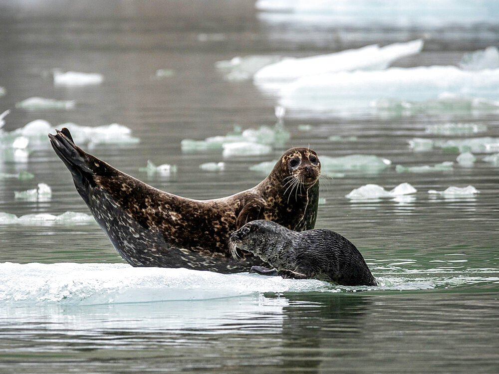 Harbor seal (Phoca vitulina), mother with pup at South Sawyer Glacier, Tracy Arm, Southeast Alaska, United States of America, North America