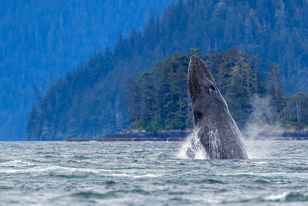 Adult humpback whale (Megaptera novaeangliae), breaching in Sitka Sound, Southeast Alaska, United States of America, North America