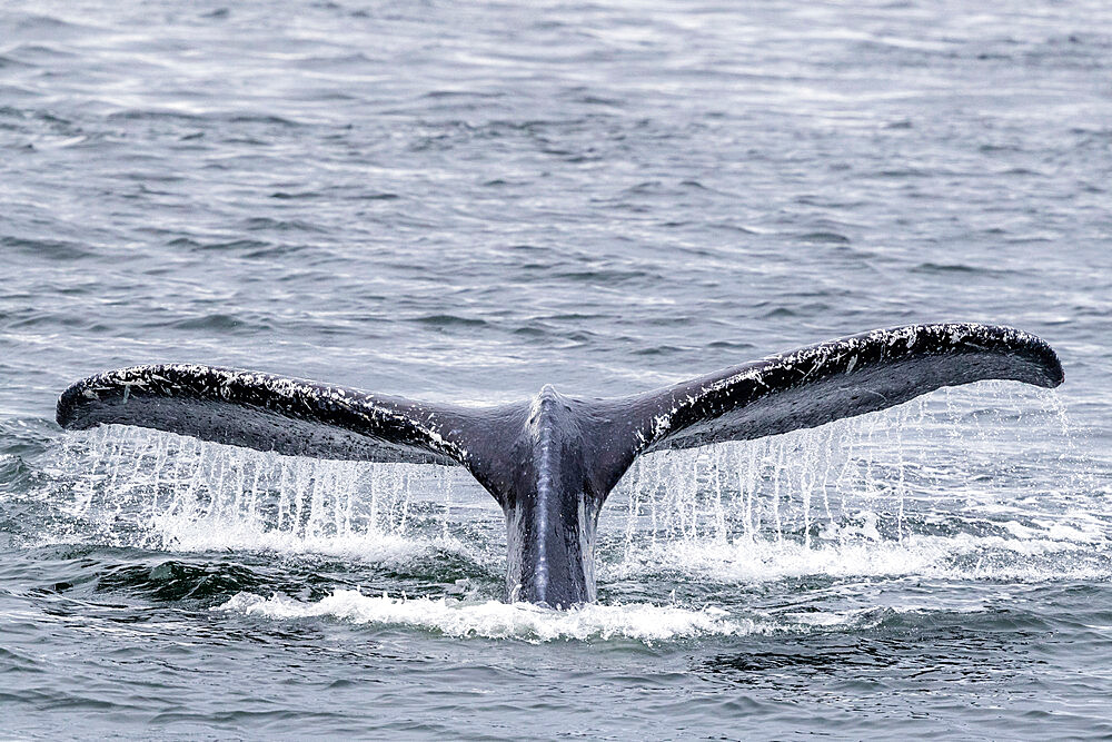 Adult humpback whale (Megaptera novaeangliae), flukes-up dive near Morris Reef, Southeast Alaska, United States of America, North America