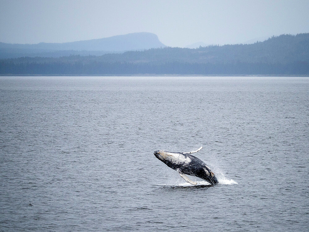 Young humpback whale (Megaptera novaeangliae), breaching in Frederick Sound, Southeast Alaska, United States of America, North America