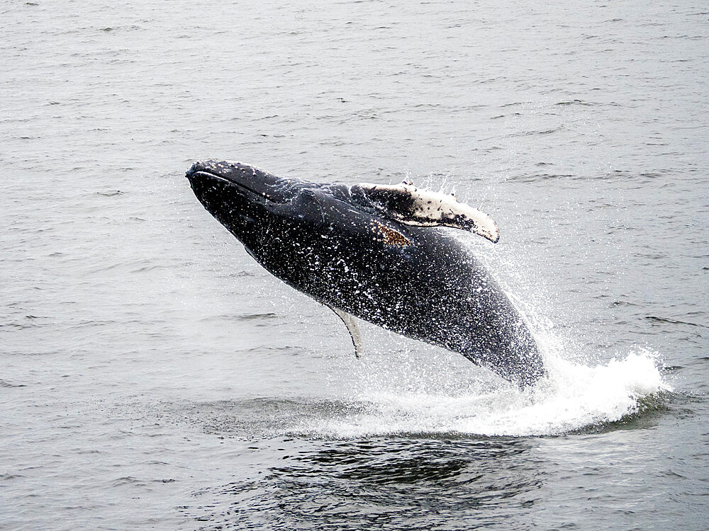 Young humpback whale (Megaptera novaeangliae), breaching in Frederick Sound, Southeast Alaska, United States of America, North America