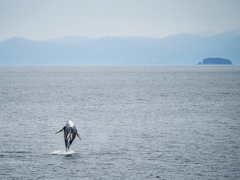 Young humpback whale (Megaptera novaeangliae), breaching in Frederick Sound, Southeast Alaska, United States of America, North America