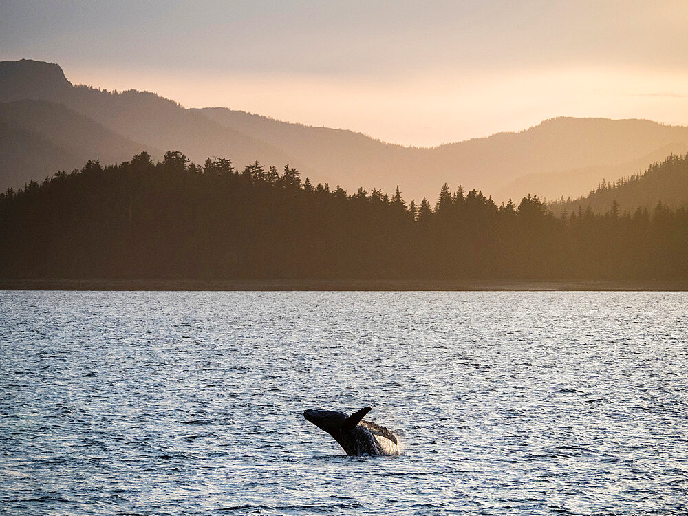 Young humpback whale (Megaptera novaeangliae), breaching at sunset in Peril Strait, Southeast Alaska, United States of America, North America