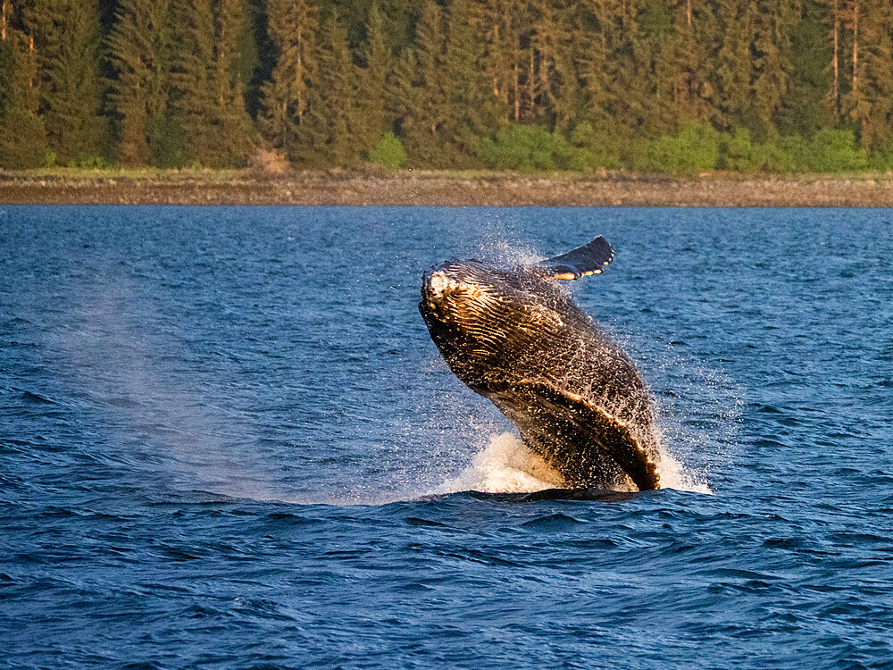 Young humpback whale (Megaptera novaeangliae), breaching in Peril Strait, Southeast Alaska, United States of America, North America