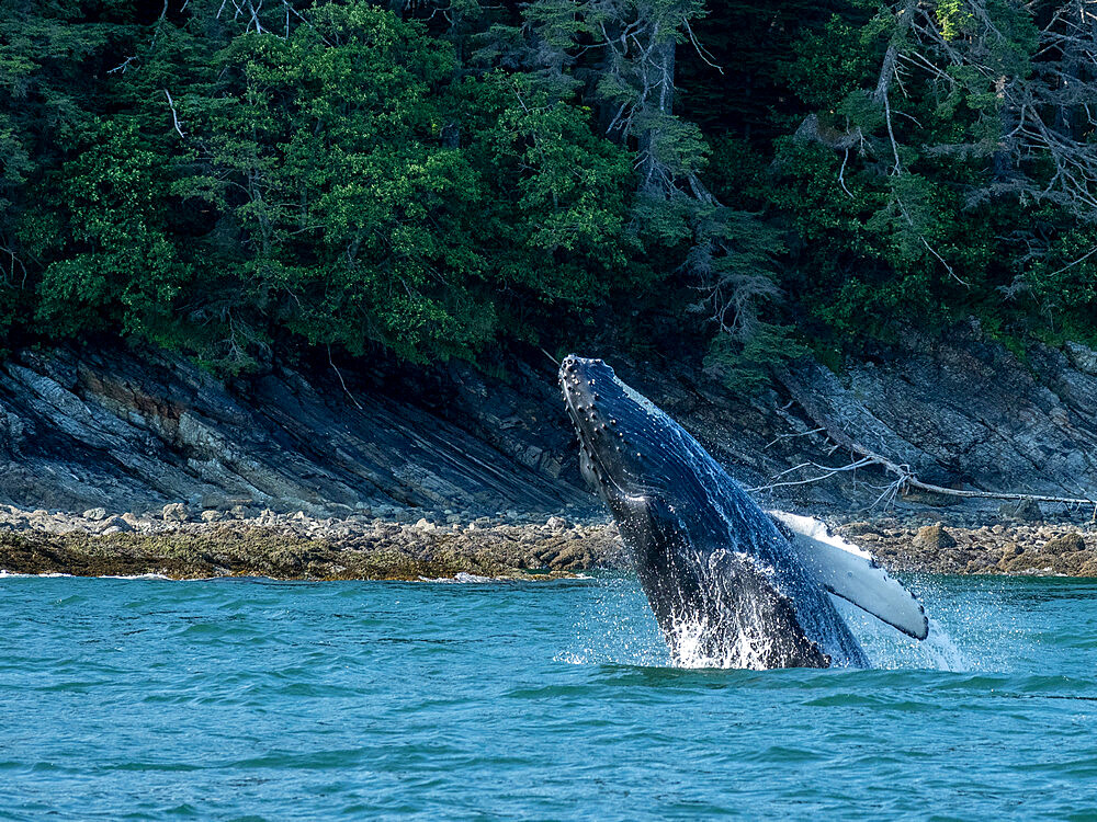 Young humpback whale (Megaptera novaeangliae), breaching near Lincoln Island, Southeast Alaska, United States of America, North America