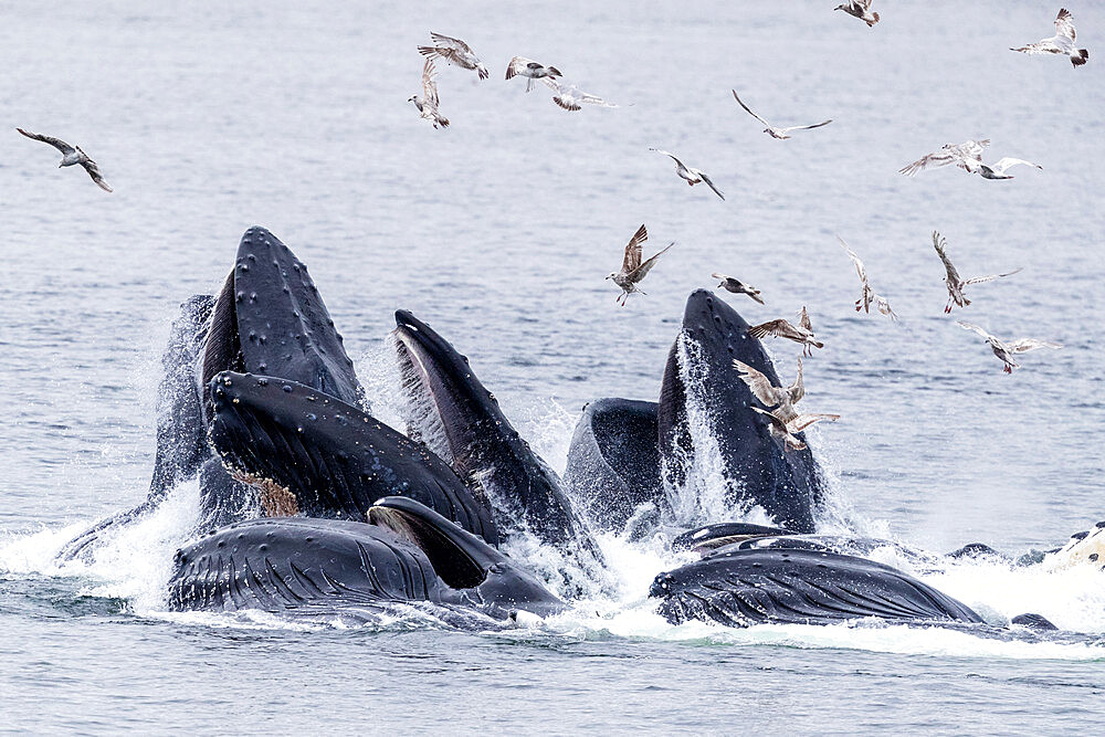 Adult humpback whales (Megaptera novaeangliae), bubble-net feeding near Morris Reef, Southeast Alaska, United States of America, North America