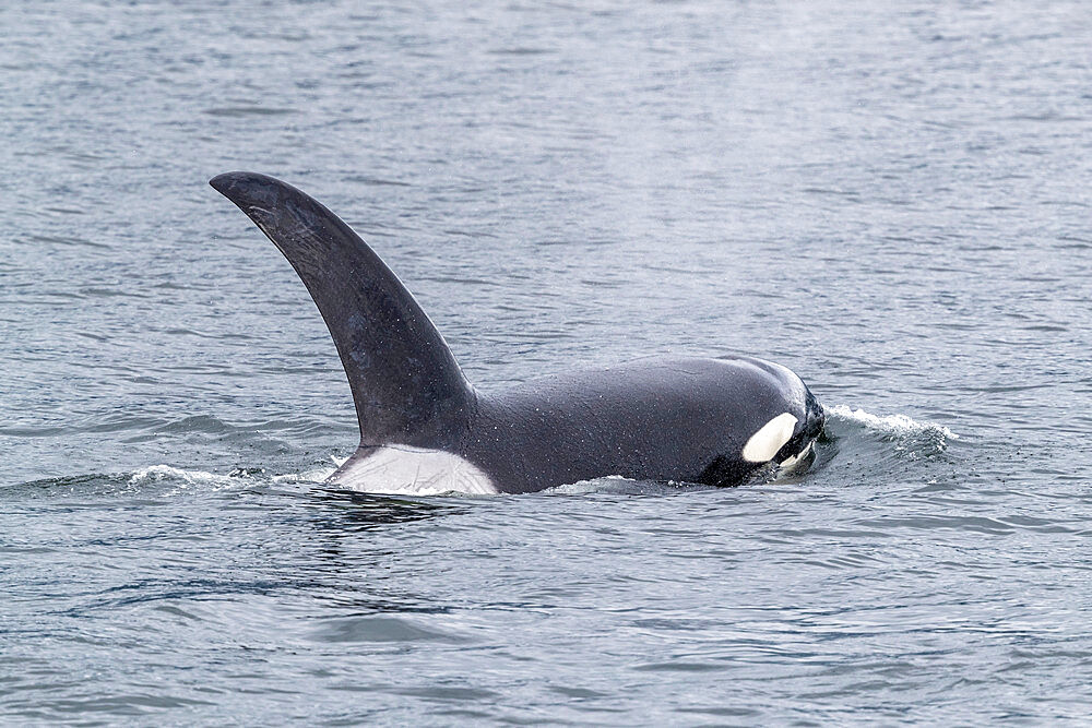 Adult bull killer whale (Orcinus orca), surfacing near the Cleveland Peninsula, Southeast Alaska, United States of America, North America