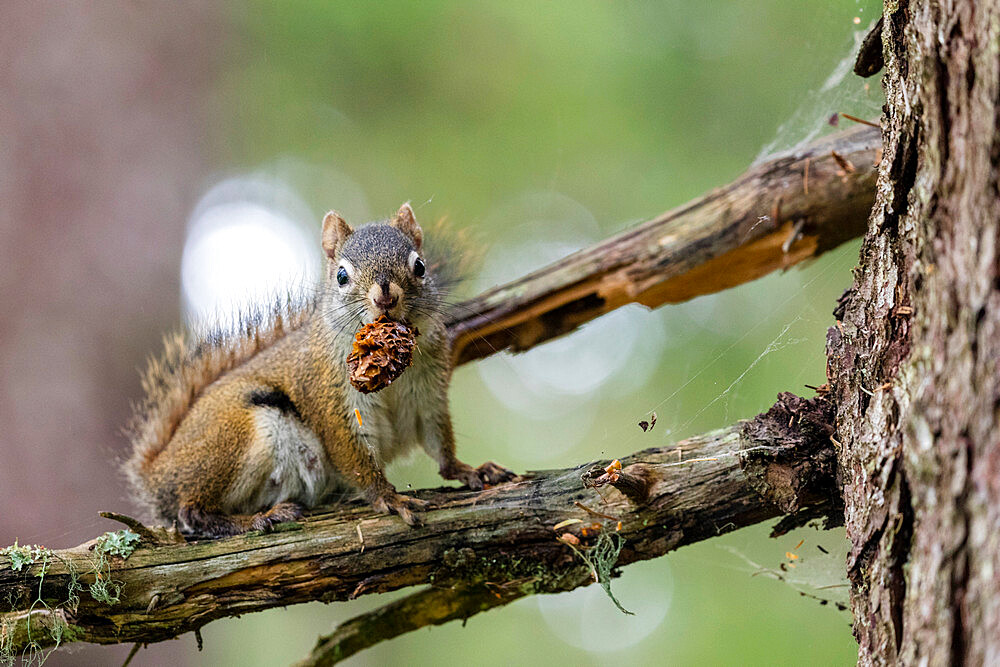 An adult American red squirrel (Tamiasciurus hudsonicus), near the Chilkat River, Haines, Southeast Alaska, United States of America, North America