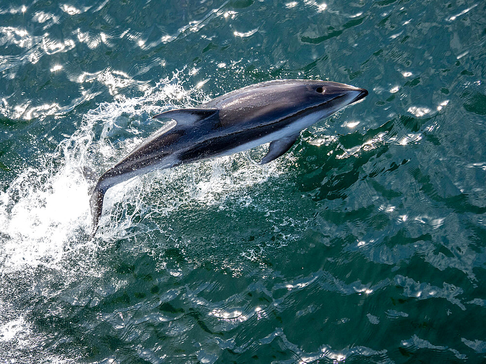 An adult Pacific white-sided dolphin (Sagmatias obliquidens), near Petersburg, Southeast Alaska, United States of America, North America