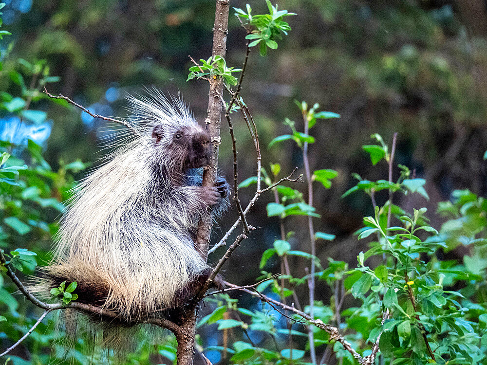 An adult North American porcupine (Erethizon dorsatum), Bartlett Cove, Glacier Bay National Park, Southeast Alaska, United States of America, North America