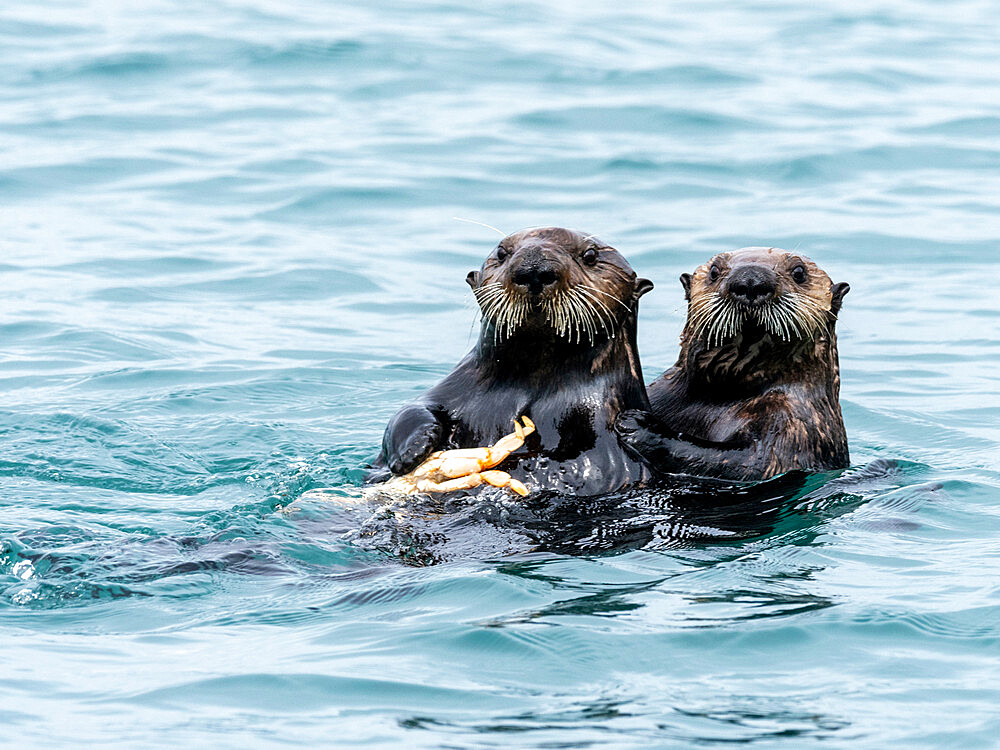 A mother sea otter (Enhydra lutris) eating a Dungeness crab with her pup in the Inian Islands, Southeast Alaska, United States of America, North America