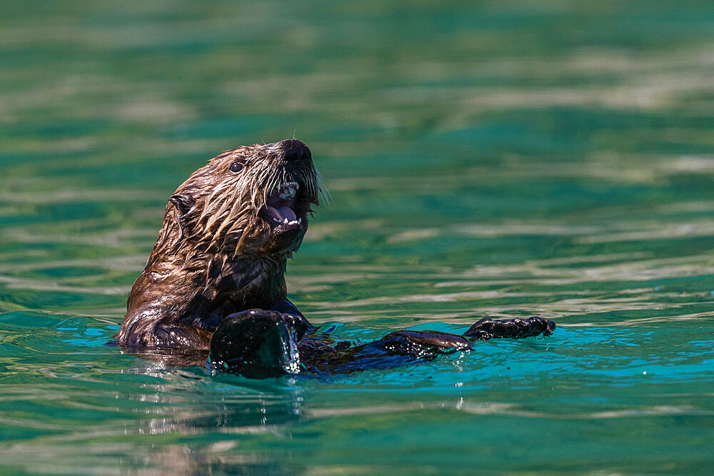 A young sea otter (Enhydra lutris), in the Inian Islands, Southeast Alaska, United States of America, North America