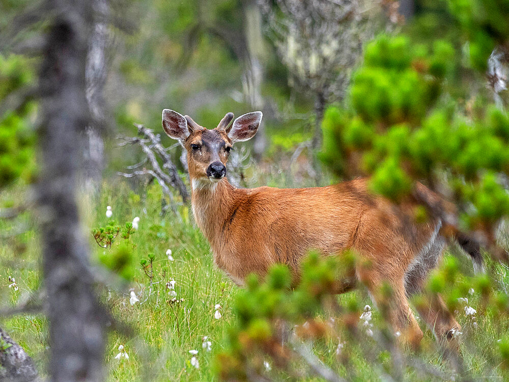 A young buck Sitka black-tailed deer (Odocoileus hemionus sitkensis), on the Petersburg Trail, Southeast Alaska, United States of America, North America