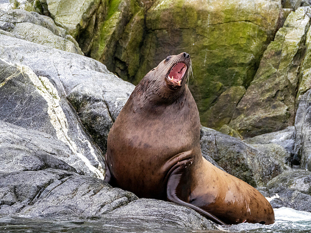 Steller sea lion (Eumetopias jubatus), hauled out on South Marble Island, Glacier Bay National Park, Southeast Alaska, United States of America, North America