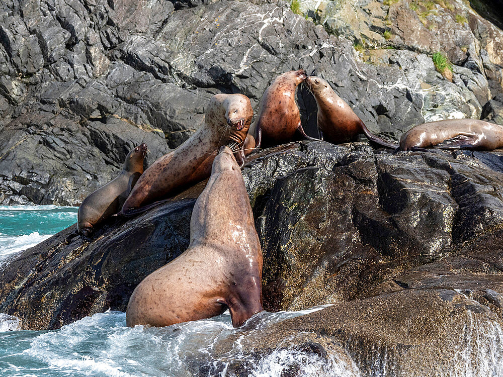 Steller sea lions (Eumetopias jubatus), mock fighting in the Inian Islands, Southeast Alaska, United States of America, North America