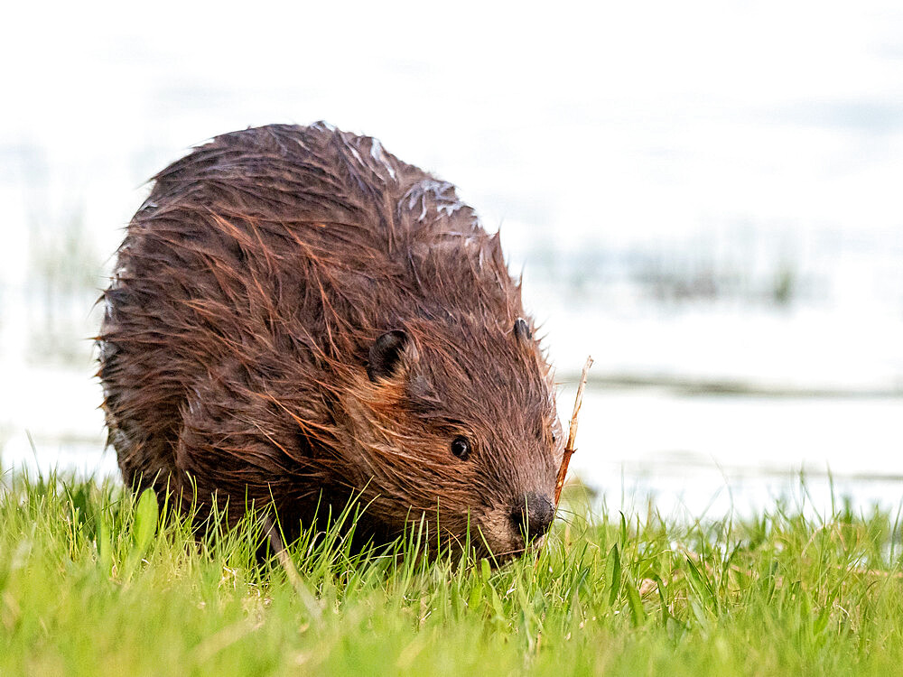 An adult North American beaver (Castor canadensis) along the shore in Grand Teton National Park, Wyoming, United States of America, North America