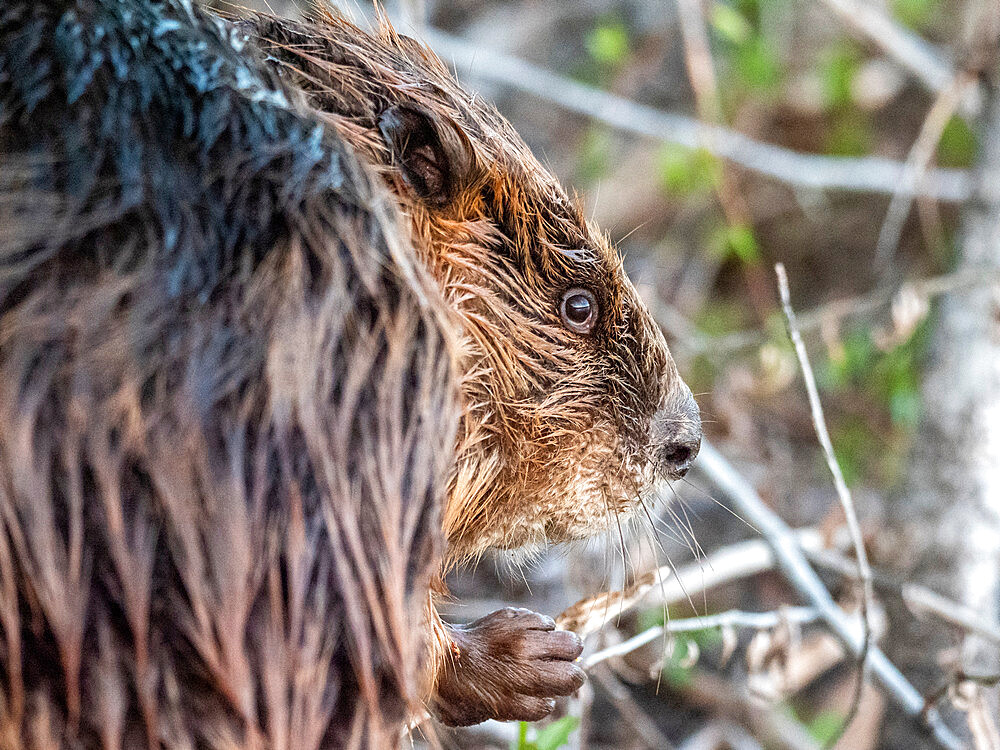 An adult North American beaver (Castor canadensis) along the shore in Grand Teton National Park, Wyoming, United States of America, North America