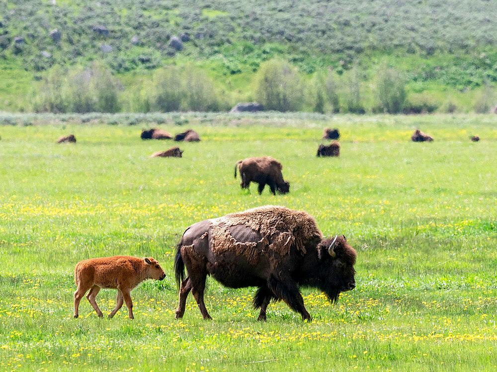 Adult bison (Bison bison) with young grazing in Lamar Valley, Yellowstone National Park, UNESCO World Heritage Site, Wyoming, United States of America, North America