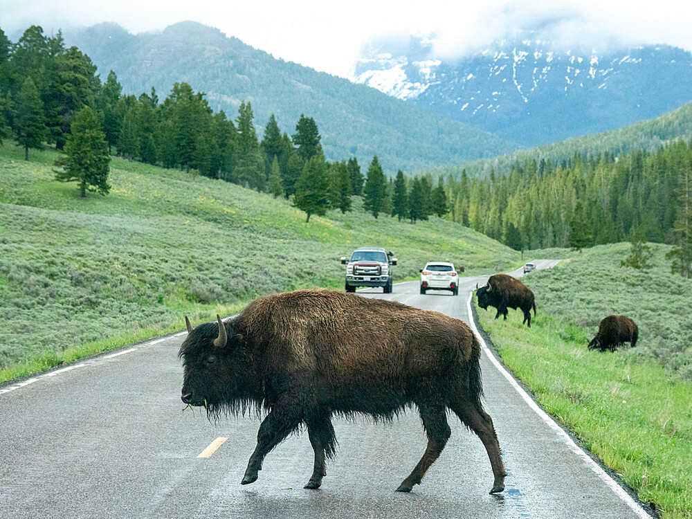 Adult bison (Bison bison) crossing the highway in Yellowstone National Park, UNESCO World Heritage Site, Wyoming, United States of America, North America