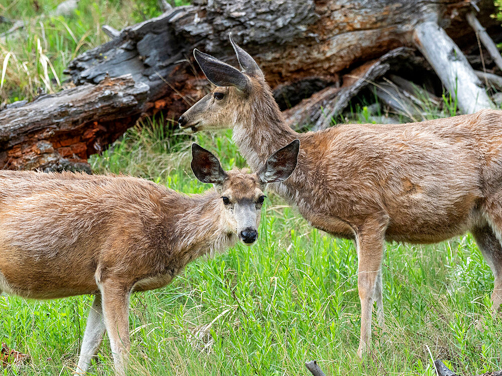 A pair of mule deer (Odocoileus hemionus) grazing on a hillside in Yellowstone National Park, Wyoming, United States of America, North America