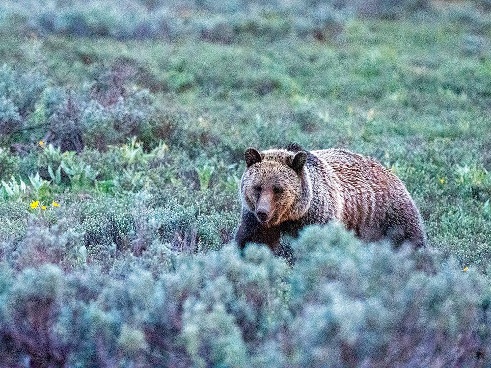 A young grizzly bear (Ursus arctos) in the shrubs near Grand Teton National Park, Wyoming, United States of America, North America