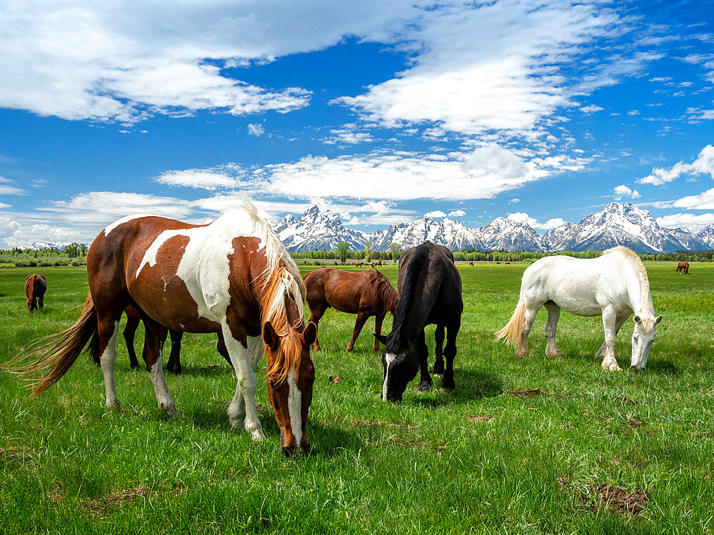 Adult horses (Equus ferus caballus) grazing at the foot of the Grand Teton Mountains, Wyoming, United States of America, North America