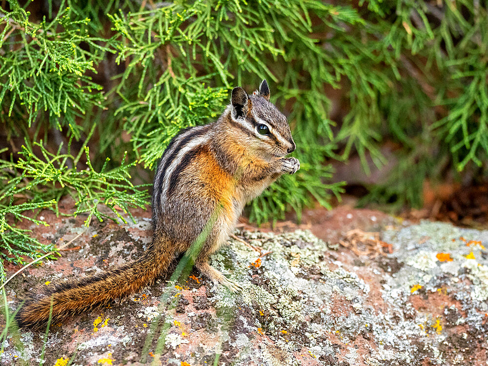 An adult Uinta chipmunk (Neotamias umbrinus), in Yellowstone National Park, Wyoming, United States of America, North America