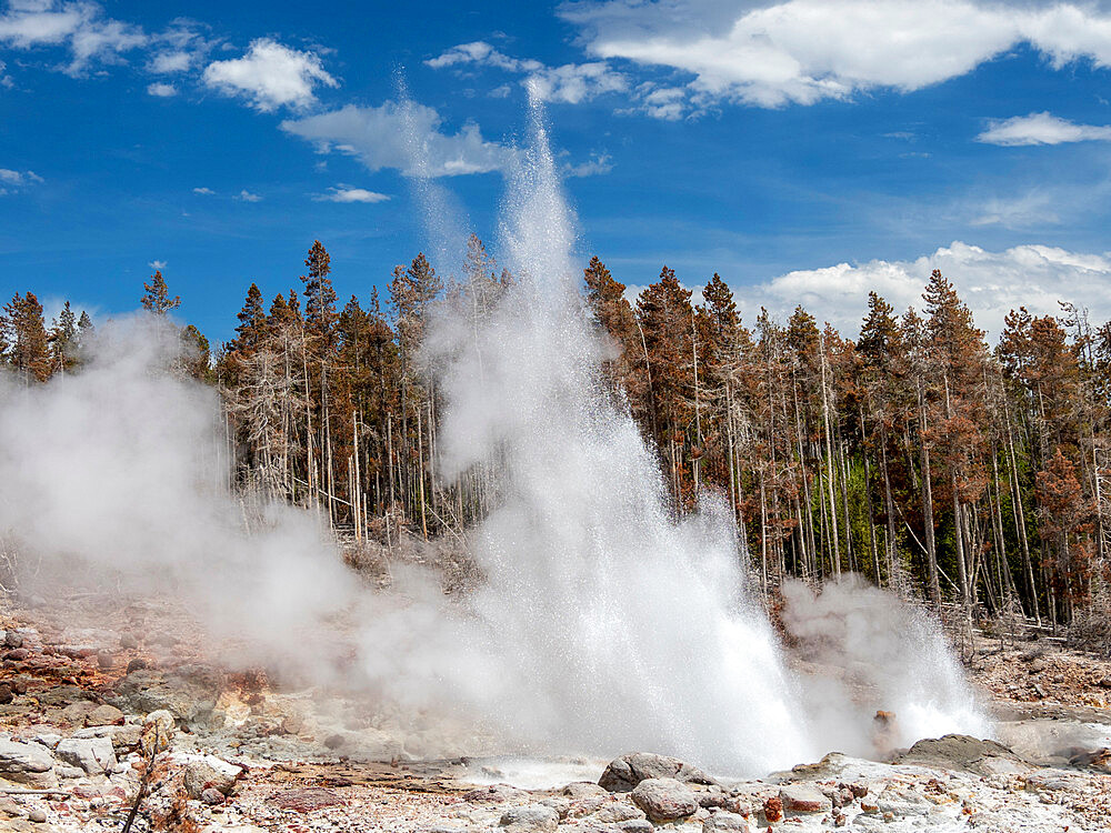 Steamboat Geyser, the worlds tallest active geyser, steaming in Yellowstone National Park, UNESCO World Heritage Site, Wyoming, United States of America, North America