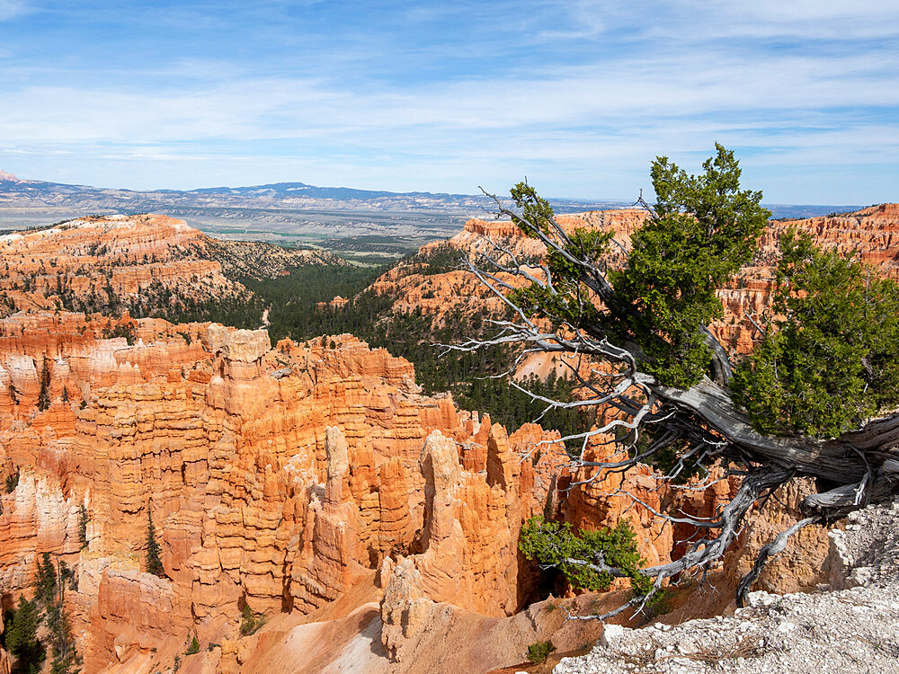 A view of the Bryce amphitheater from the rim at Bryce Canyon National Park, Utah, United States of America, North America