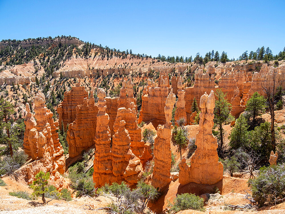 A view of the hoodoos from the Fairyland Trail in Bryce Canyon National Park, Utah, United States of America, North America