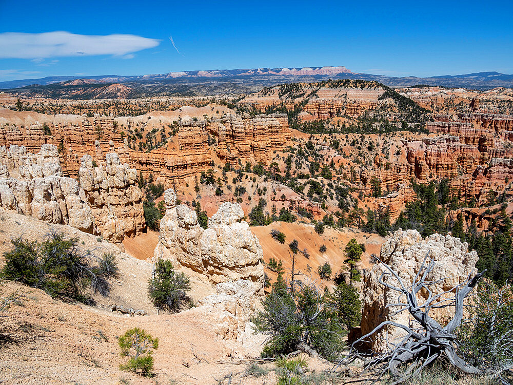 A view of the hoodoos from the Fairyland Trail in Bryce Canyon National Park, Utah, United States of America, North America