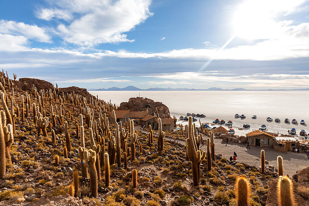 Cardon cactus (Echinopsis atacamensis), growing near the entrance to Isla Incahuasi, on the Salar de Uyuni, Bolivia, South America