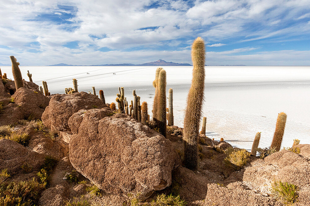 A forest of giant cardon cactus (Echinopsis atacamensis) growing on Isla Incahuasi, on the Salar de Uyuni, Bolivia, South America