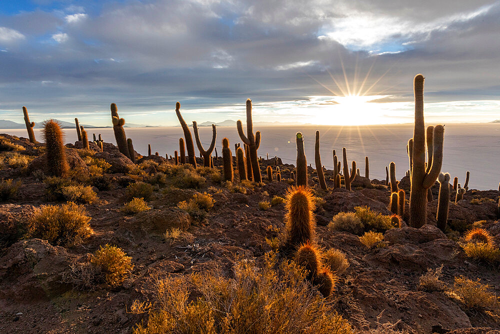 A forest of giant cardon cactus (Echinopsis atacamensis) at sunset on Isla Incahuasi, on the Salar de Uyuni, Bolivia, South America