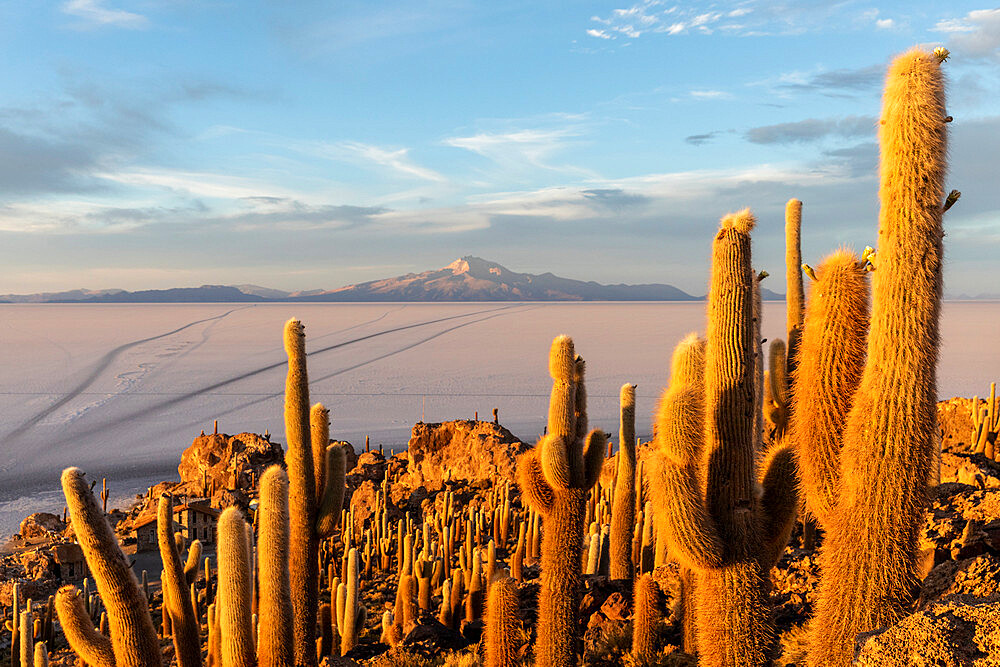 Isla Incahuasi, Salar de Uyuni, Bolivia, South America