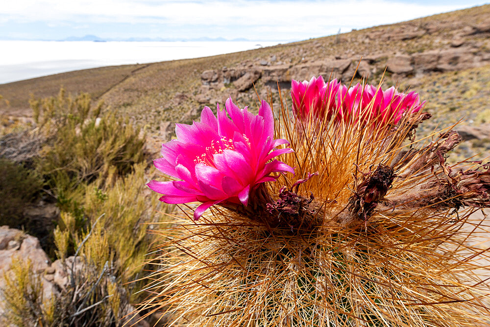 Silver torch (Cleistocactus strausii), flowering near the salt flats in Salar de Uyuni, Bolivia, South America