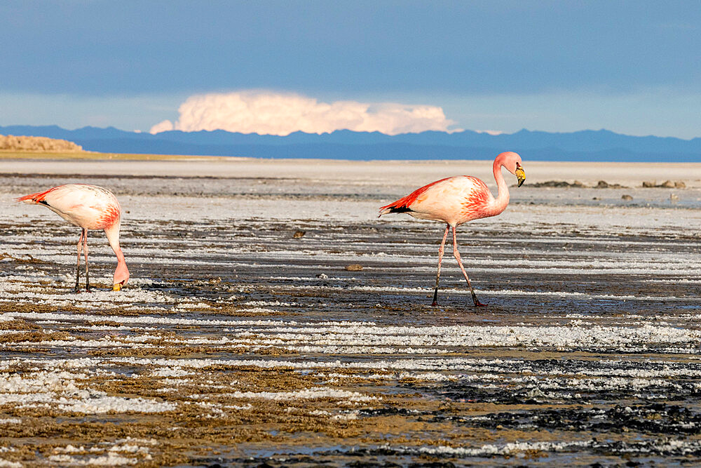 A pair of adult James's flamingos (Phoenicoparrus jamesi) feeding near Coqueza on the Salar de Uyuni, Bolivia, South America