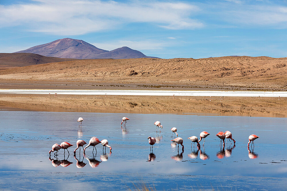 Flamingos feeding in Laguna Canapa, an endorheic salt lake in the altiplano, Potosi Department, Bolivia, South America