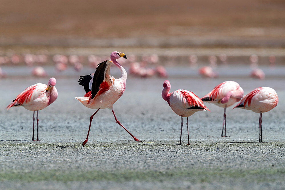 Rare James's flamingos (Phoenicoparrus jamesi), Eduardo Avaroa Andean Fauna National Reserve, Bolivia, South America