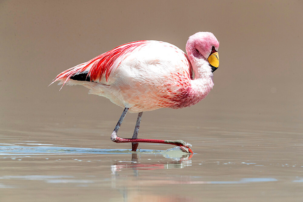 Rare James's flamingo (Phoenicoparrus jamesi), Eduardo Avaroa Andean Fauna National Reserve, Bolivia, South America