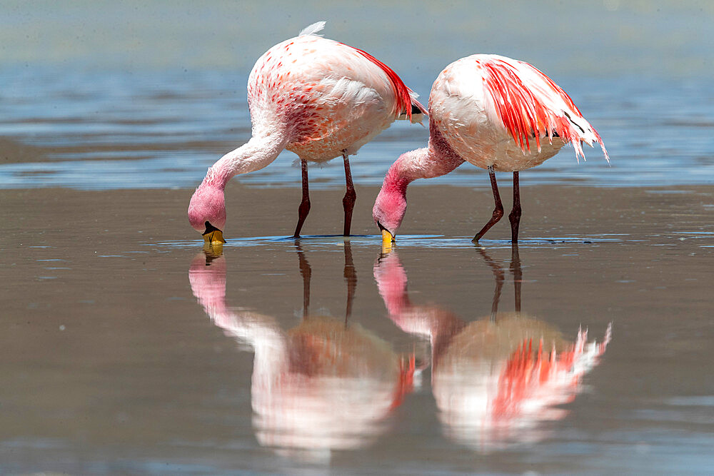 Rare James's flamingos (Phoenicoparrus jamesi), Eduardo Avaroa Andean Fauna National Reserve, Bolivia, South America