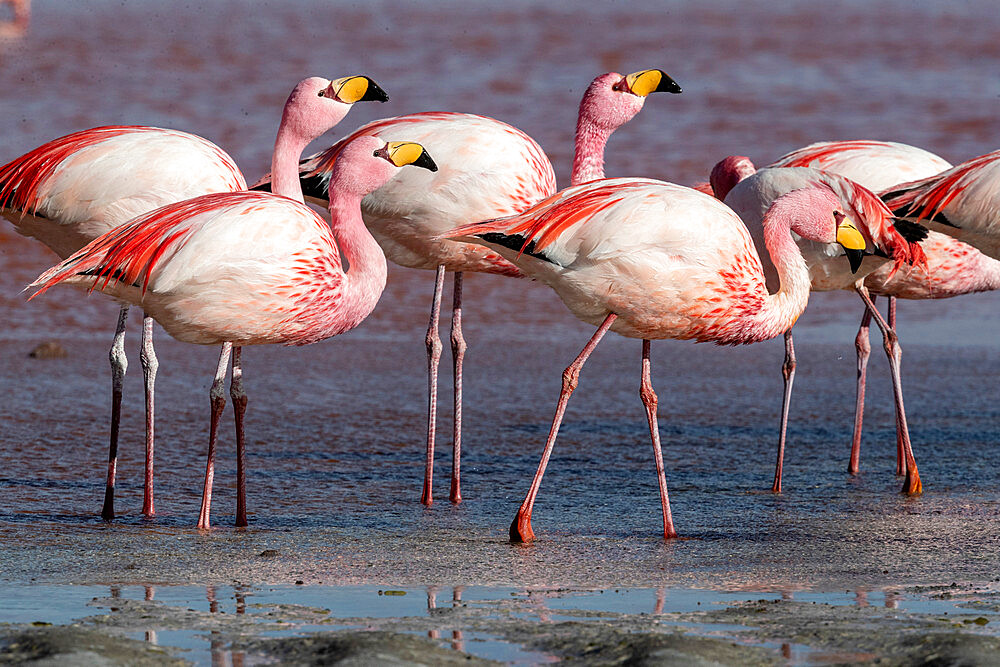 Rare James's flamingos (Phoenicoparrus jamesi), Eduardo Avaroa Andean Fauna National Reserve, Bolivia, South America