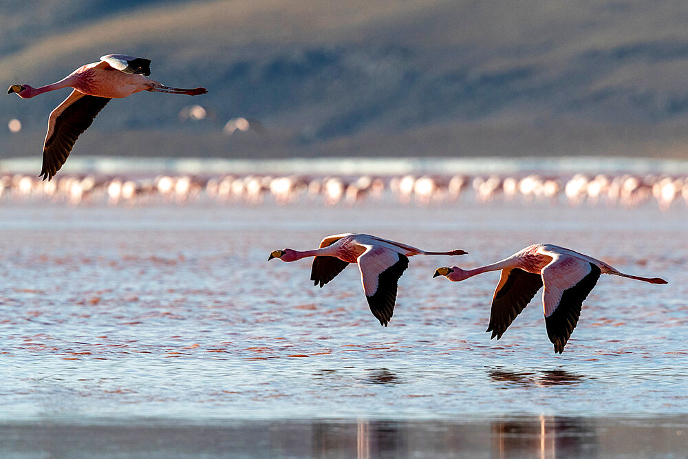 Rare James's flamingos (Phoenicoparrus jamesi), in flight, Eduardo Avaroa Andean Fauna National Reserve, Bolivia, South America