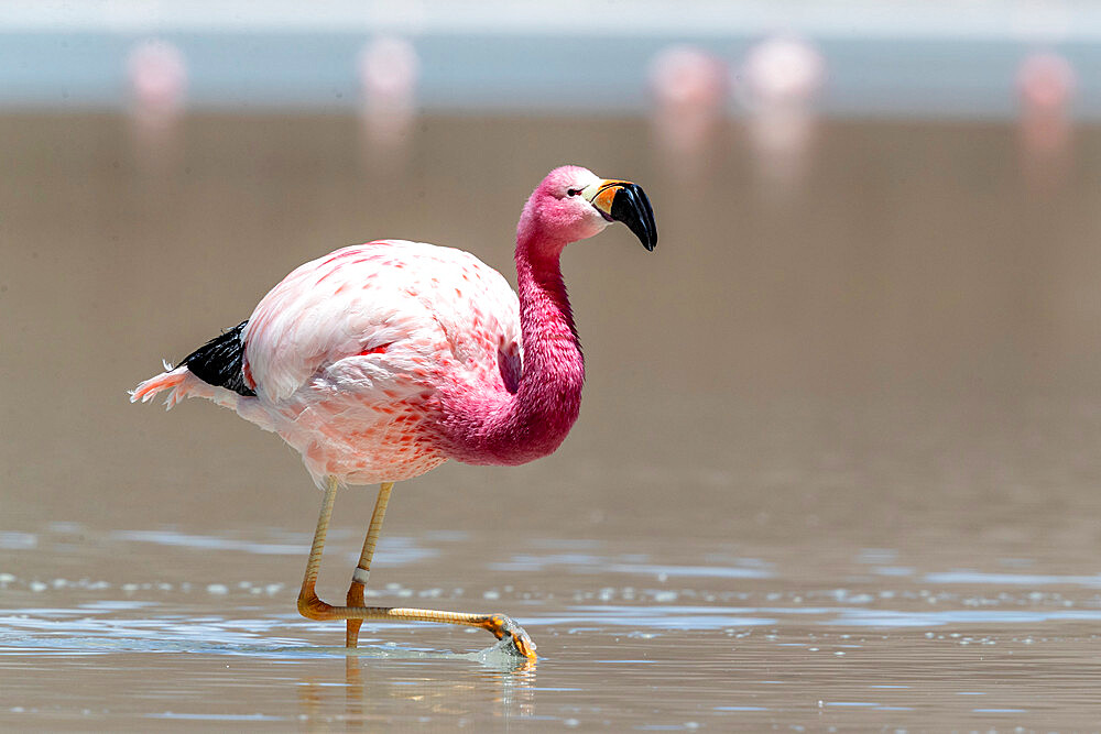 Andean flamingos (Phoenicoparrus andinus), Eduardo Avaroa Andean Fauna National Reserve, Bolivia, South America