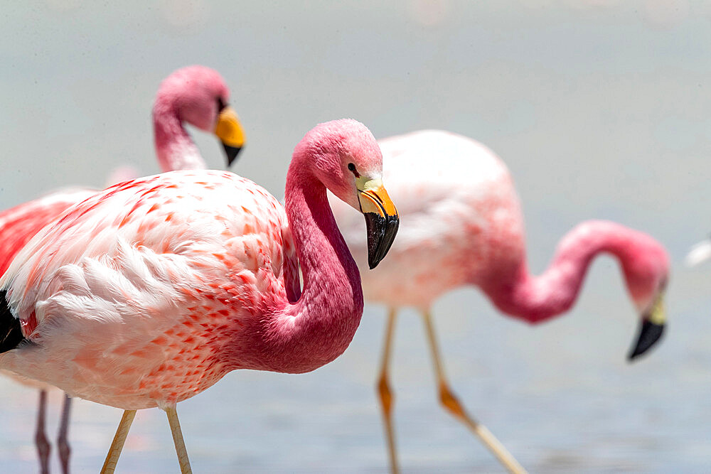 Andean flamingos (Phoenicoparrus andinus), Eduardo Avaroa Andean Fauna National Reserve, Bolivia, South America