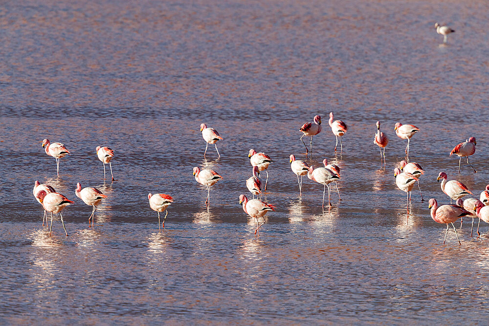 Flamingos gathered in the hundreds to feed, Eduardo Avaroa Andean Fauna National Reserve, Bolivia, South America